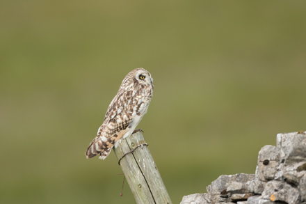 Short-Eared Owl, Yorkshire Dales