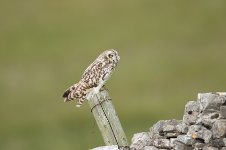 Short-Eared Owl, Yorkshire Dales
