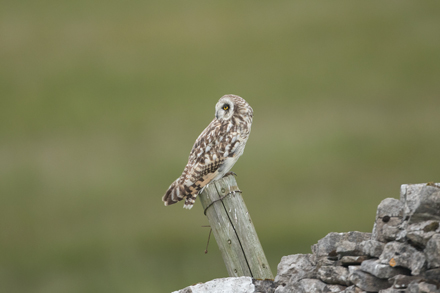 Short-Eared Owl, Yorkshire Dales