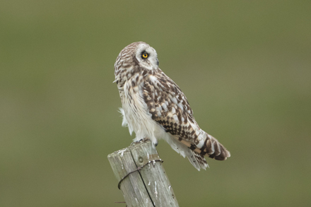Short-Eared Owl, Yorkshire Dales