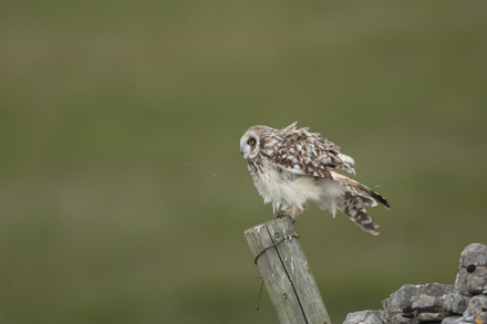 Short-Eared Owl, Yorkshire Dales
