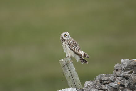 Short-Eared Owl, Yorkshire Dales