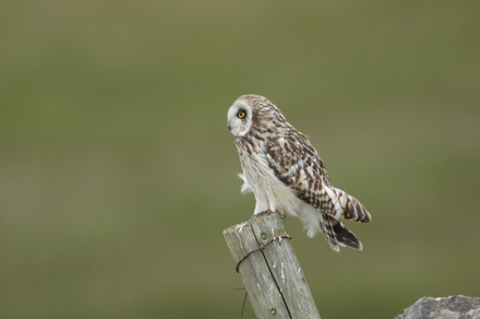 Short-Eared Owl, Yorkshire Dales