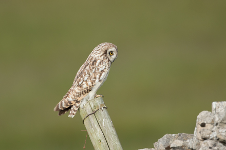 Short-Eared Owl, Yorkshire Dales