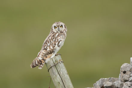 Short-Eared Owl, Yorkshire Dales