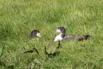 Shelducks at Wold Newton