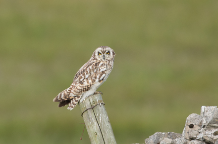 Short-Eared Owl, Yorkshire Dales