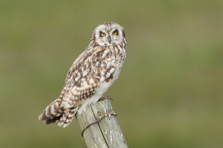 Short-Eared Owl, Yorkshire Dales
