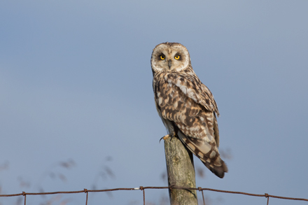 Short-Eared Owl, Yorkshire Dales