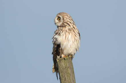 Short-Eared Owl, Yorkshire Dales