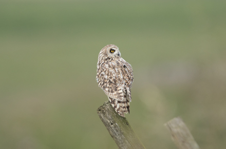 Short-Eared Owl, Yorkshire Dales