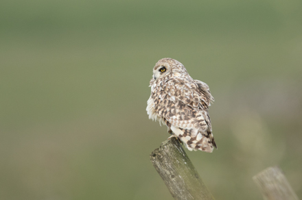 Short-Eared Owl, Yorkshire Dales
