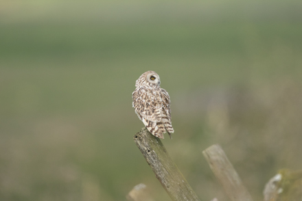 Short-Eared Owl, Yorkshire Dales