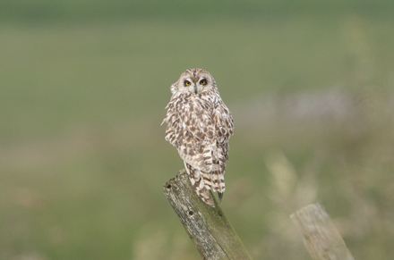 Short-Eared Owl, Yorkshire Dales