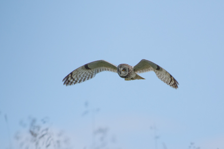 Short-Eared Owl, Yorkshire Dales