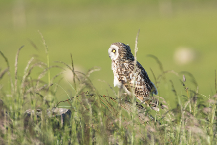 Short-Eared Owl, Yorkshire Dales