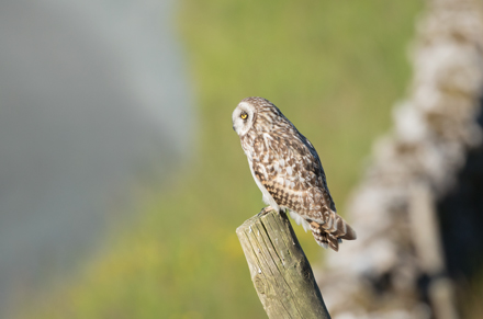 Short-Eared Owl, Yorkshire Dales
