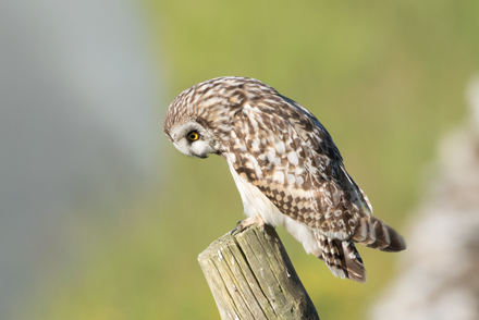 Short-Eared Owl, Yorkshire Dales