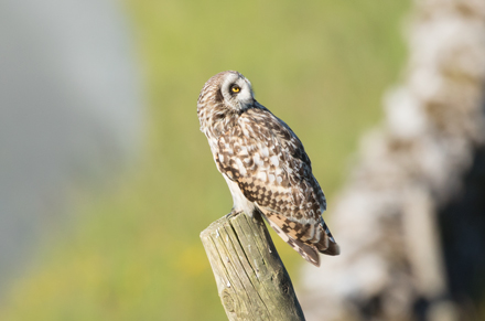 Short-Eared Owl, Yorkshire Dales