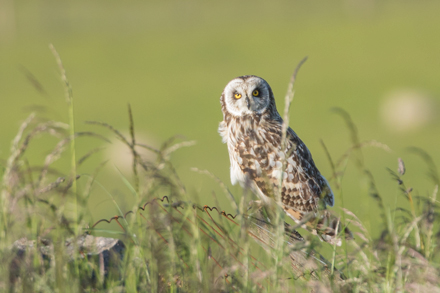 Short-Eared Owl, Yorkshire Dales
