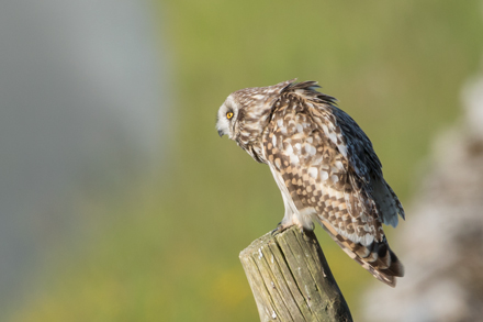 Short-Eared Owl, Yorkshire Dales