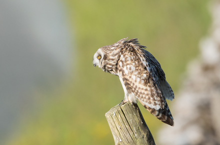 Short-Eared Owl, Yorkshire Dales