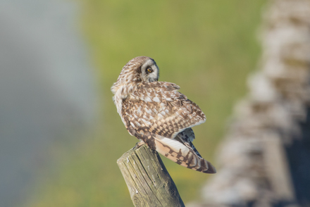 Short-Eared Owl, Yorkshire Dales