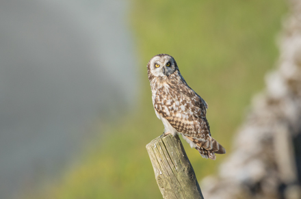 Short-Eared Owl, Yorkshire Dales