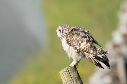Short-Eared Owl, Yorkshire Dales