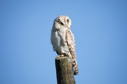 Short-Eared Owl, Yorkshire Dales