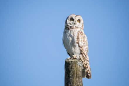 Short-Eared Owl, Yorkshire Dales