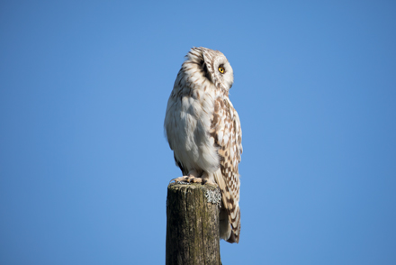 Short-Eared Owl, Yorkshire Dales