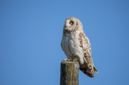 Short-Eared Owl, Yorkshire Dales