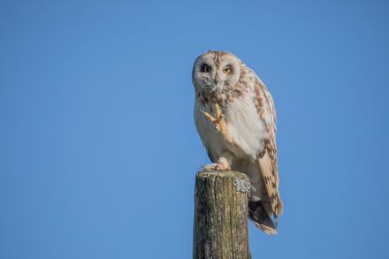 Short-Eared Owl, Yorkshire Dales