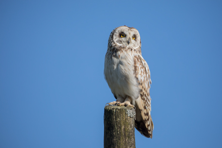 Short-Eared Owl, Yorkshire Dales
