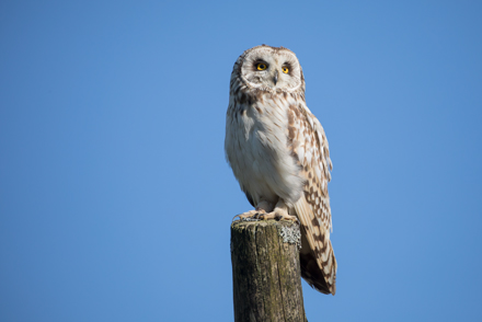 Short-Eared Owl, Yorkshire Dales