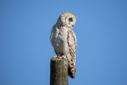 Short-Eared Owl, Yorkshire Dales