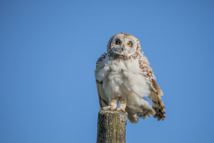 Short-Eared Owl, Yorkshire Dales