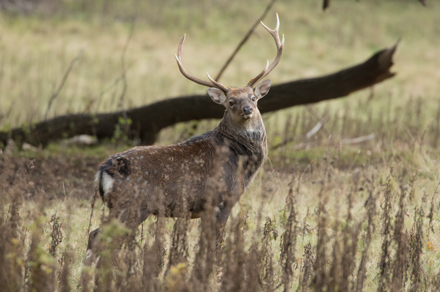 Sika stag, Studley Royal