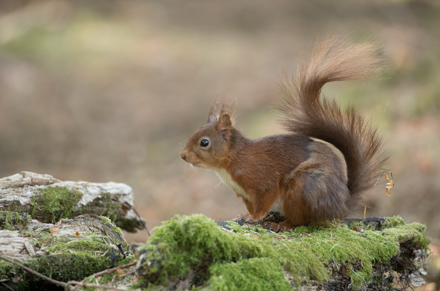 Red Squirrel, Hawes
