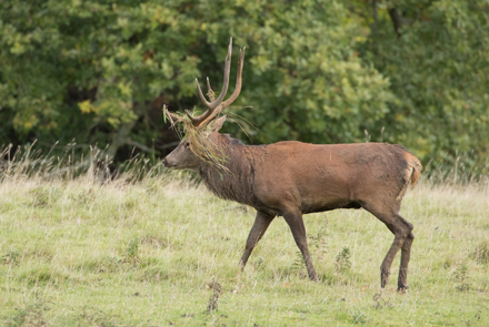 Red Deer Stag, Studley Royal
