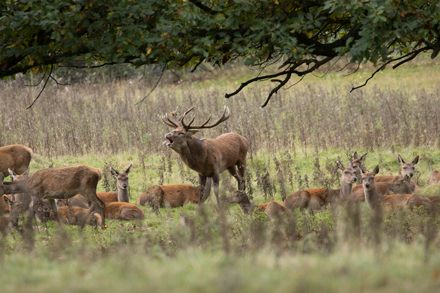 Red Deer Stag, Studley Royal