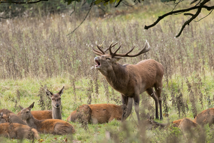 Red Deer Stag, Studley Royal