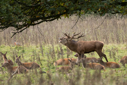 Red Deer Stag, Studley Royal