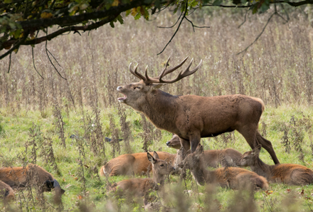 Red Deer Stag, Studley Royal