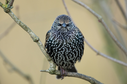 Starling, High Batts