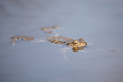 Toad, Timble Ings