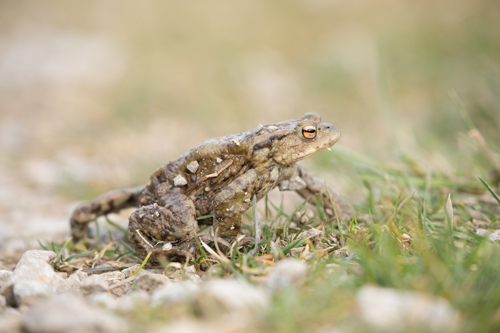 Toad, Timble Ings Toad, Timble Ings