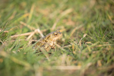Toad, Timble Ings