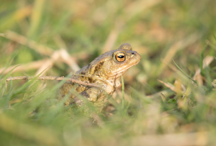 Toad, Timble Ings